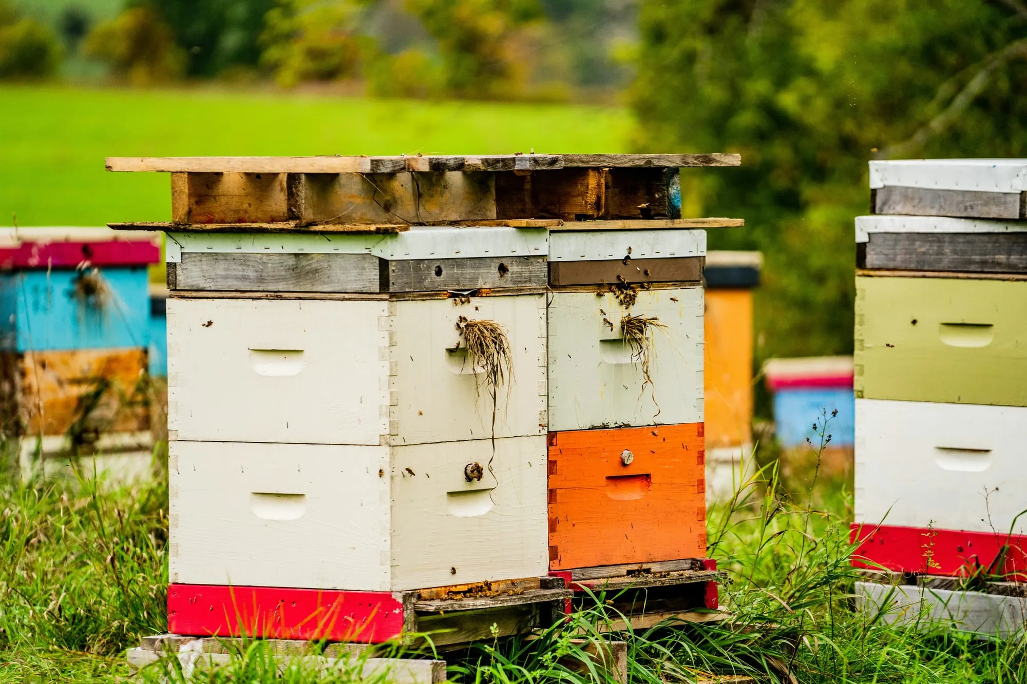 Bunte Beuten an einem Bienenstand — Ableger und Jungvölker zur Abgabe