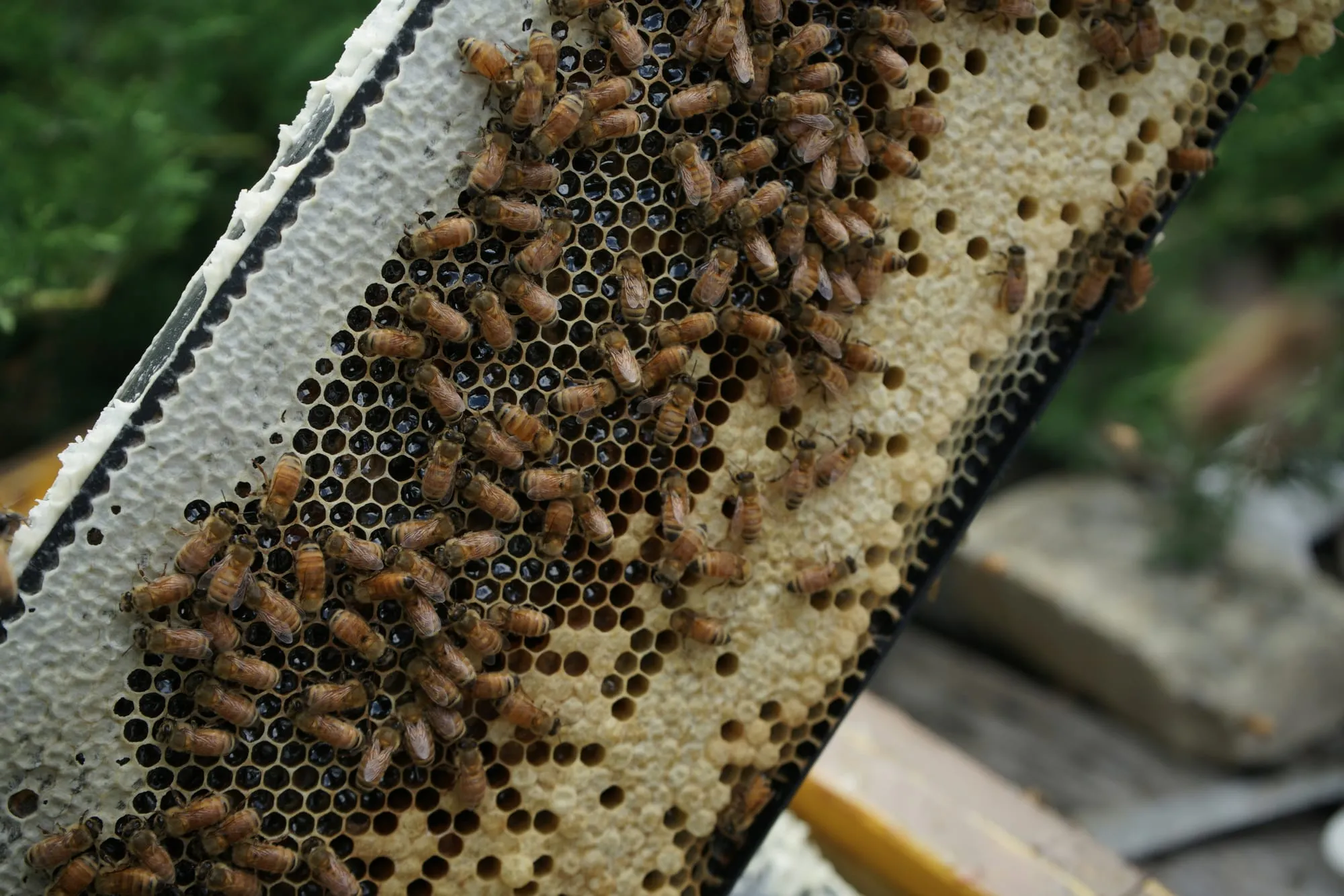 Bienen auf einer Wabe mit offener Brut, in deren Zellen die Ammenbienen den Futtersaft abgeben